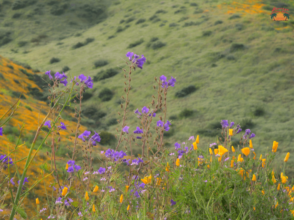 Borrego Springs Wildflowers, yellow and purple